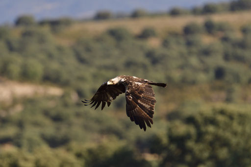 Águila Imperial 