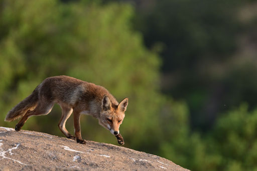 Hide para fotografiar zorros
