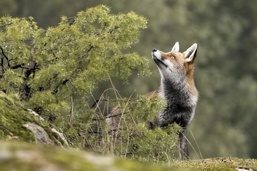 zorro fotografiado desde escondite fotografico