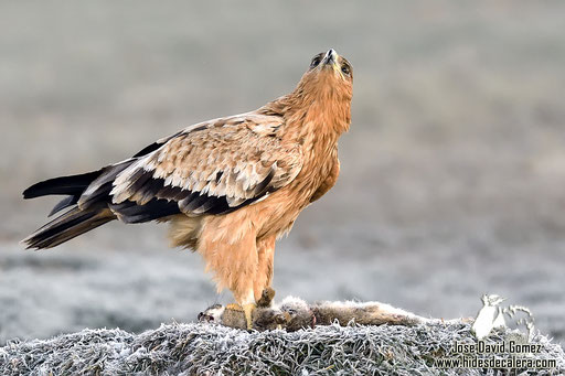 águila real fotografiado desde hide