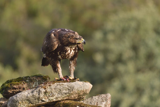 Águila Real 