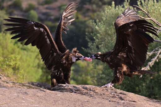 Peleas de buitres