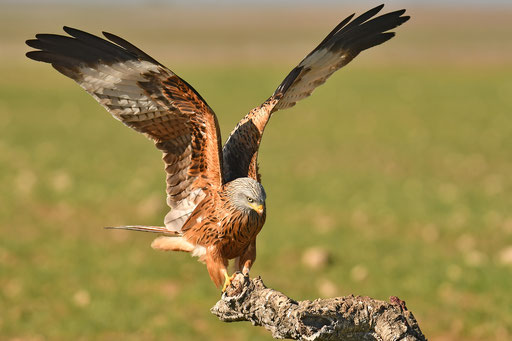 red kite from photohide
