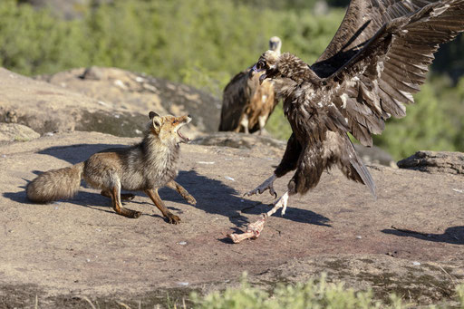pelea de zorro y buitre