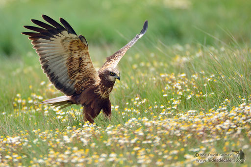 fotografía de aves desde hide fotografico