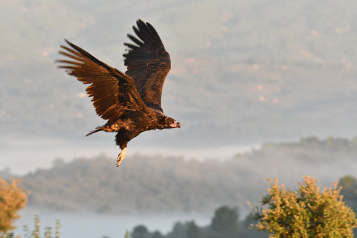 vuelo de buitre negro