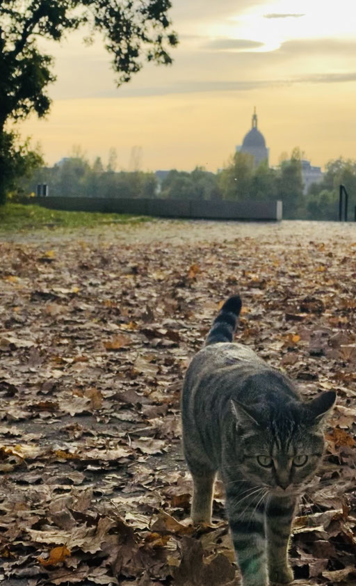 the cat & the leaves