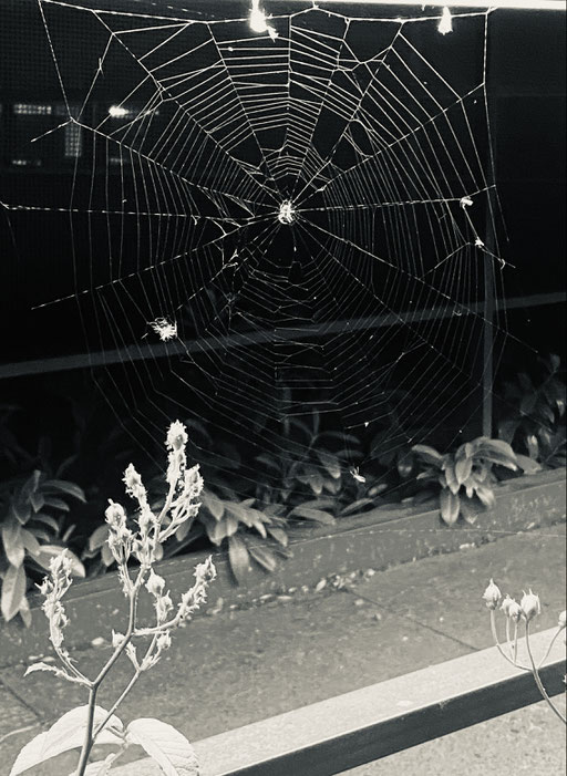 spiderweb at night