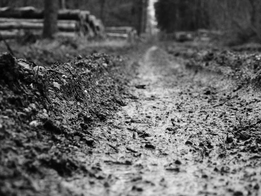 Forest Path
