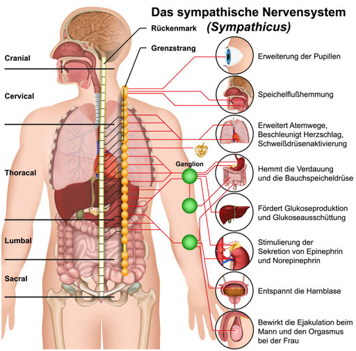 Autonomes Vervensystem des Menchen