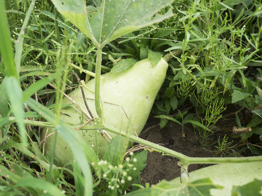 「めぐまこの家」では、有機肥料も使わない無肥料無農薬で野菜を育てています。