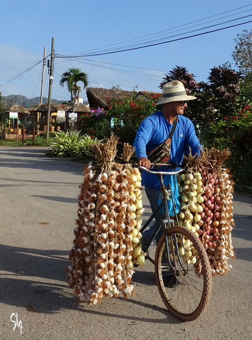 Marchand d’ails et d’oignons - Viñales (Cuba) - 2019