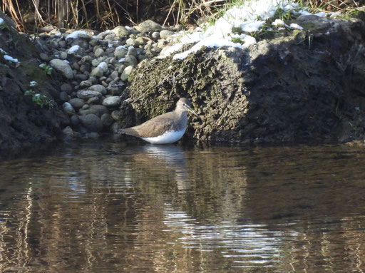 Waldwasserläufer (Foto: Martin Trapp)