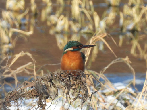 Eisvogel (Foto: Martin Trapp)