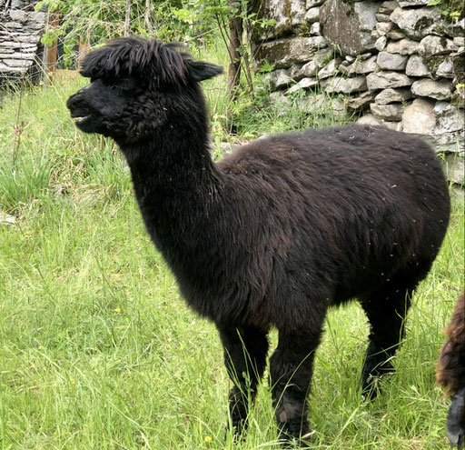 Anina, die robuste Herdenschützerin