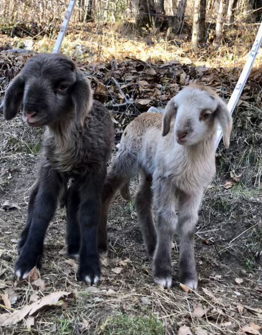 Klein Elba und Remo, auch Elba wird ein Mutterschaf werden