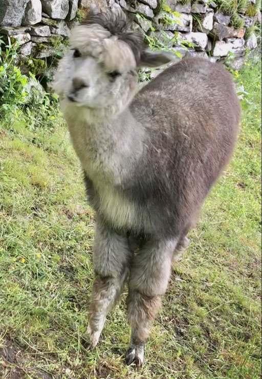 Silvergirl die edle Dame