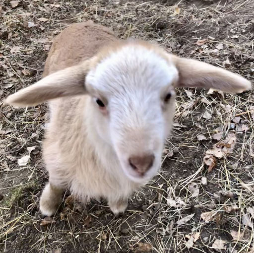 Kyra das Lamm von Argenta wird ein wichtiger Bestandteil unsere Herde Alpine Steinschafe als Mutterschaf