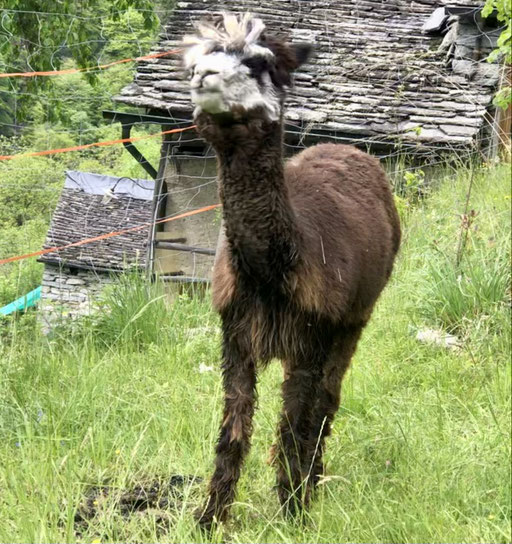 Dolce die souveräne Leitstute