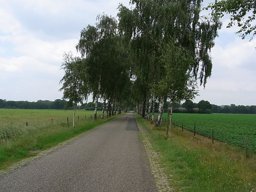 Eine Birkenallee auf dem Weg Richtung Heeze