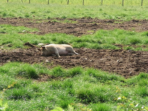 glückliches Livar-Schwein