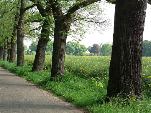 Allee zur Abtei mit altem Baumbestand