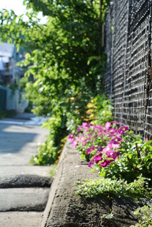 Fleurs de la ruelle verte - le raccourci