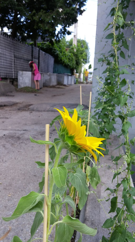 Tournesol dans la ruelle verte - le raccourci