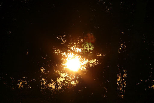 Letzte Sonnenstrahlen durch den Birkenwald