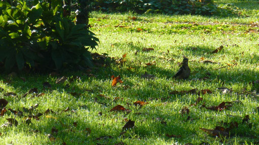 Ein Specht besucht den Garten