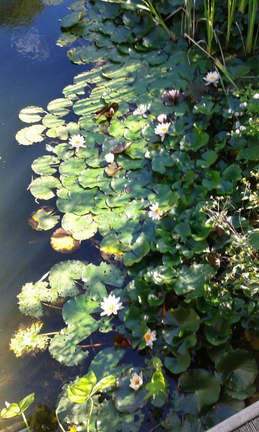 Seerosen im Teich von Maison Libellule
