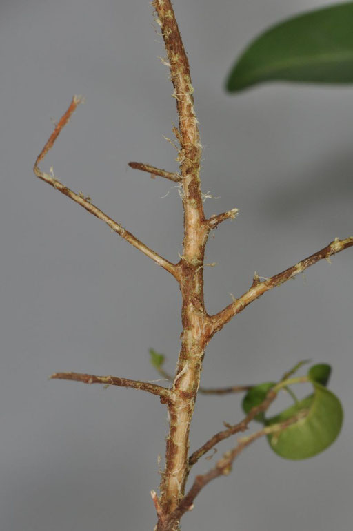 Fraßspuren Ficus benjamini