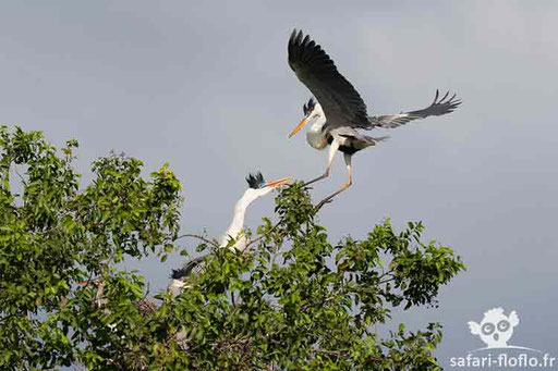 Hérons Cocoï - Pantanal (Brésil)