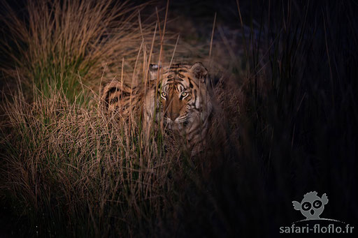 Tigre