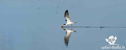 Bec-en-ciseaux noir - Pantanal (Brésil)