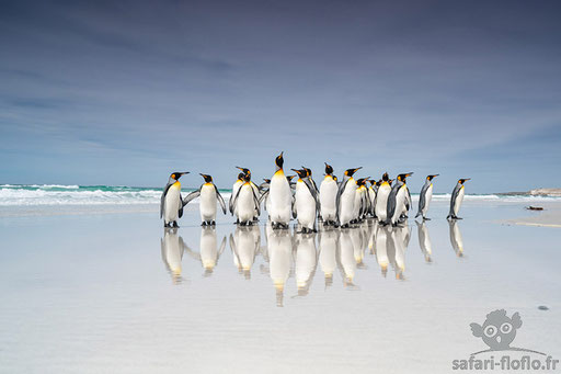 Manchots Royaux - Iles Falkland