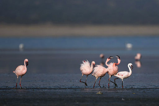 Flamands Roses (Ethiopie)