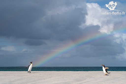 Manchot Royal et Manchot Papou - Iles Falkland