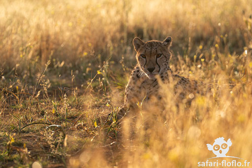 Guépard