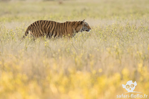Tigre