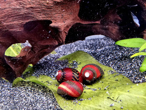 Rote Rennschnecke
