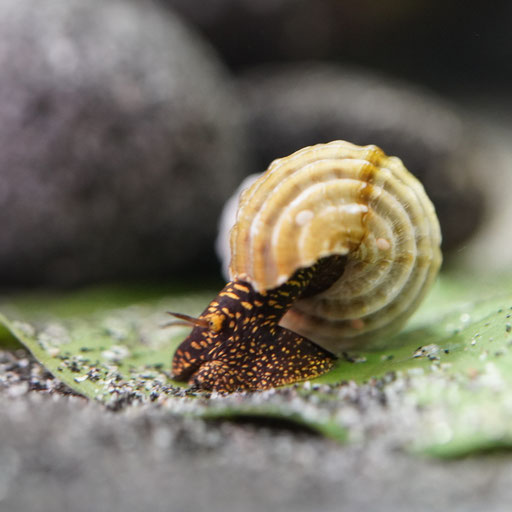 Tylomelania Himalaya