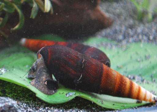 Cappuccino Schnecke