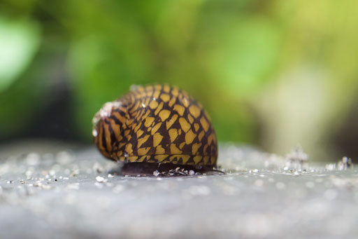 Tiger Rennschnecke