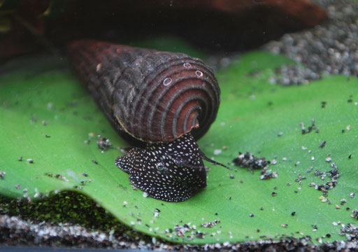 Tylomelania Weiße Perlhuhn