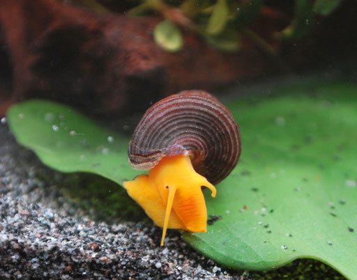 Tylomelania Orange