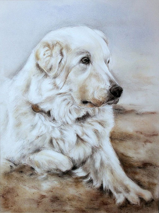Hundeportrait eines älteren Golden Retriever mit Pastellfarben gezeichnet