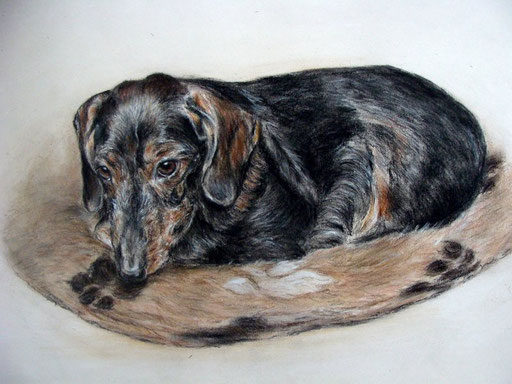 Hundeportrait, alter Rauhaardackel gezeichnet