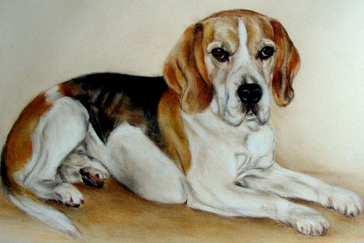 Beagle mit Pastellkreide gezeichnt