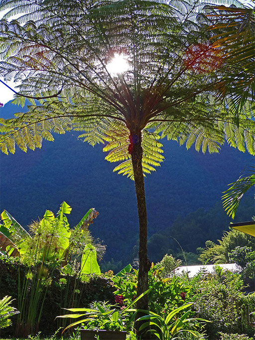 Fanjan (Fougère arborescente à La Réunion)